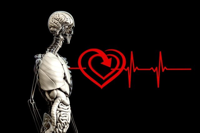 anatomy, human, heart