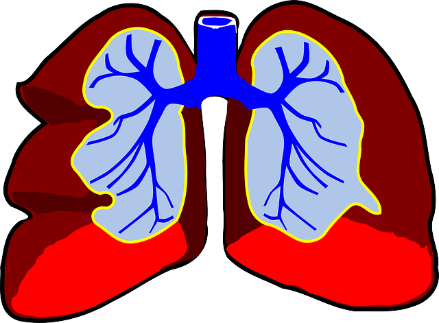 lungs, human, anatomy