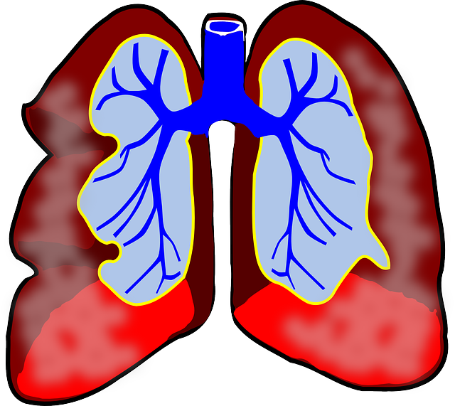 lungs, human, diagram