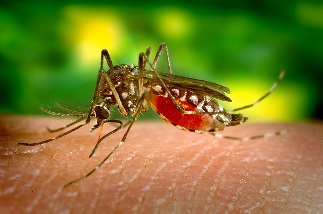mosquito, biting, female