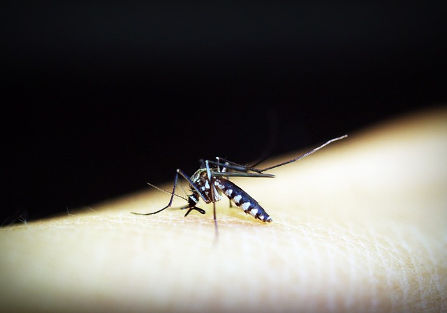 mosquito, malaria, gnat