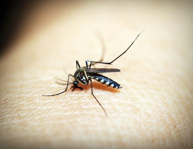 mosquito, malaria, gnat