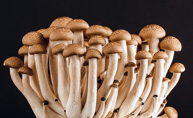 mushroom, fungi, fungus