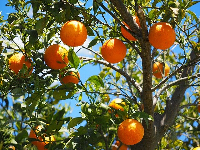oranges, fruits, orange tree