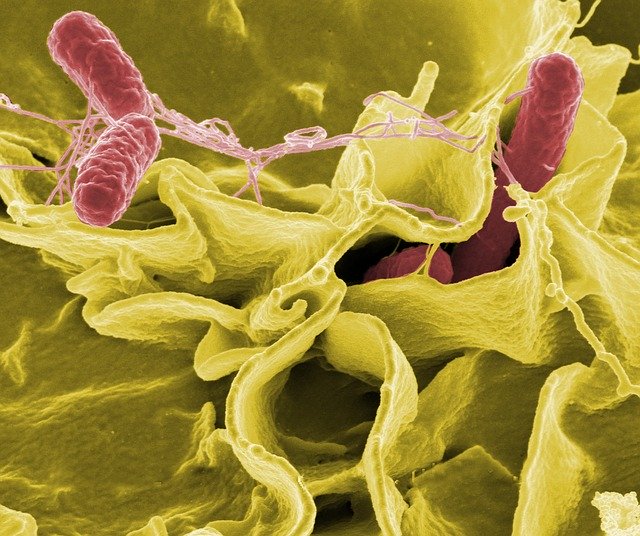 salmonella, bacteria, macro