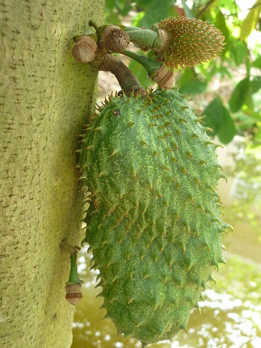 fruits annonamuricata annonaceae mãngcầu (Photo: Hoa Trai Viet Nam on Flickr)