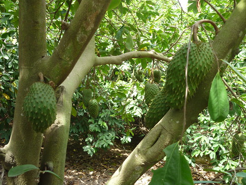 fruits annonamuricata annonaceae mãngcầu (Photo: Hoa Trai Viet Nam on Flickr)